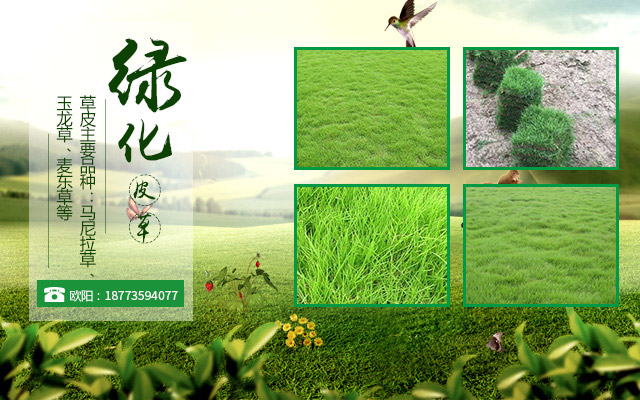 郴州市苏仙区湘意草皮苗木专业合作社_郴州马尼拉草皮销售|郴州苗木种植基地|郴州玉龙草草皮